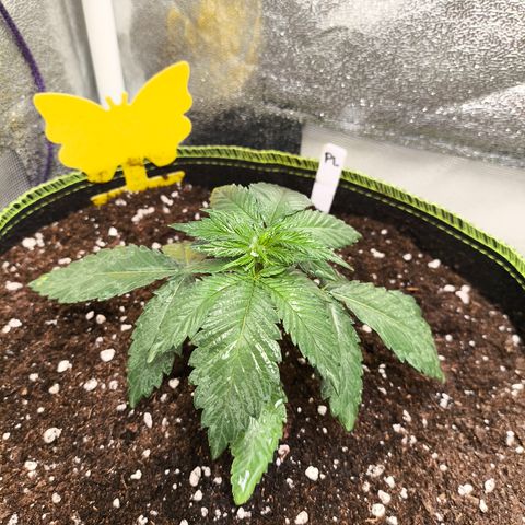 Purple Lemonade FF growlog timeline photo