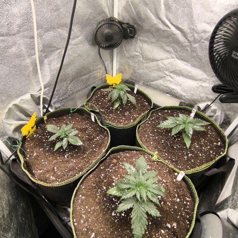 Tropicana Cookies FF growlog timeline photo