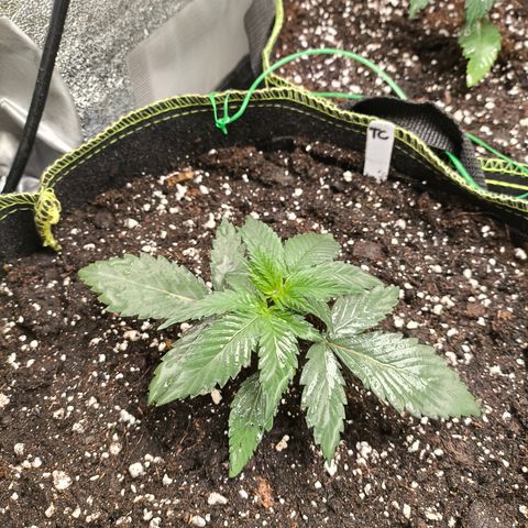 Tropicana Cookies FF growlog timeline photo
