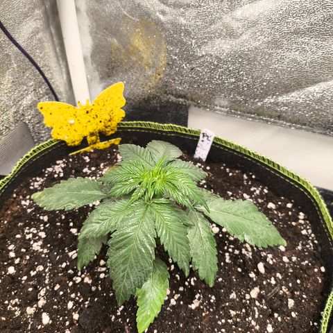 Purple Lemonade FF growlog timeline photo