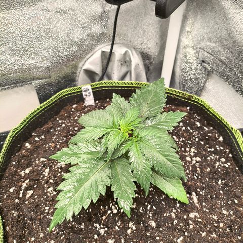 GG4 Sherbet FF growlog timeline photo