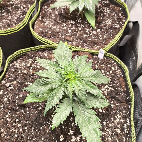 Gorilla Cookies FF growlog timeline photo