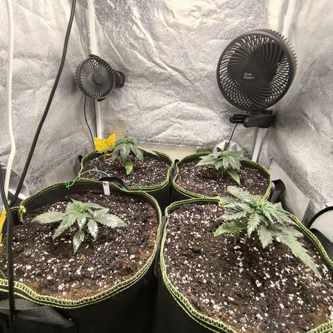 Tropicana Cookies FF growlog timeline photo
