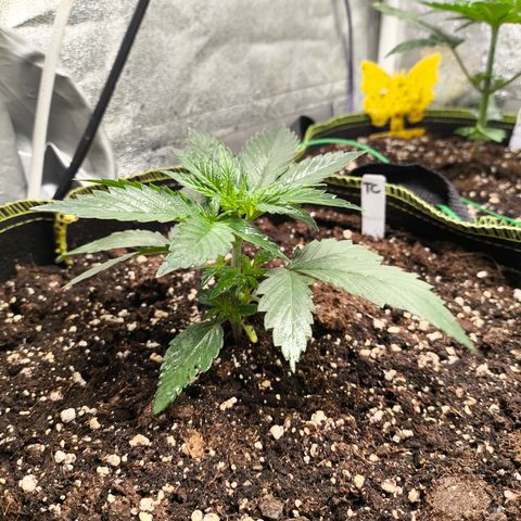 Tropicana Cookies FF growlog timeline photo