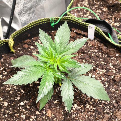 Tropicana Cookies FF growlog timeline photo