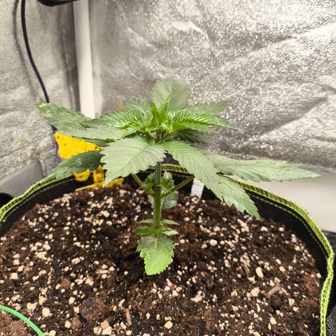 Purple Lemonade FF growlog timeline photo