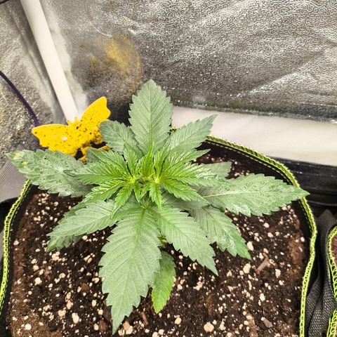 Purple Lemonade FF growlog timeline photo