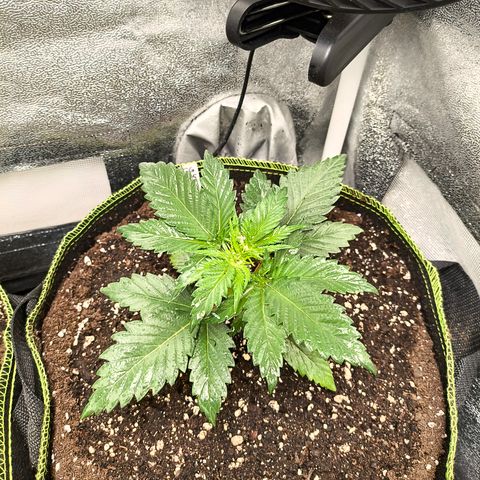 GG4 Sherbet FF growlog timeline photo