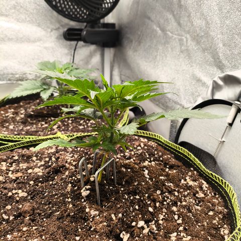 Gorilla Cookies FF growlog timeline photo