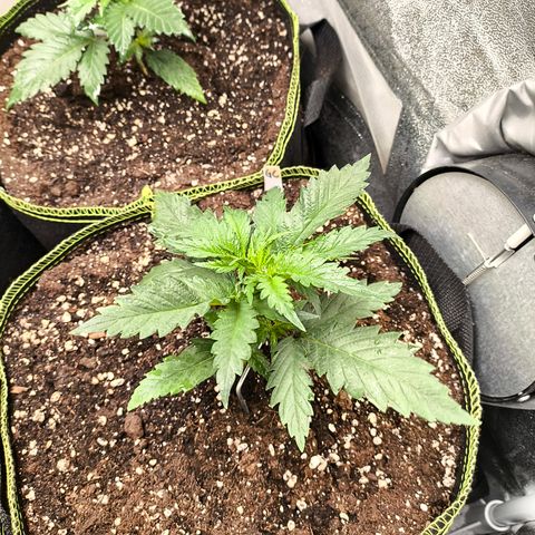 Gorilla Cookies FF growlog timeline photo