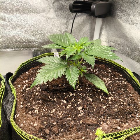 GG4 Sherbet FF growlog timeline photo