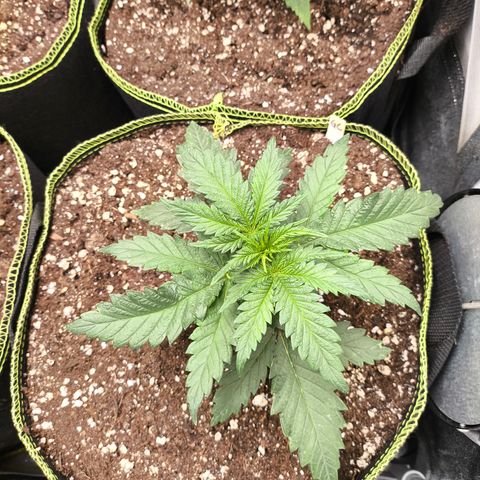 Gorilla Cookies FF growlog timeline photo