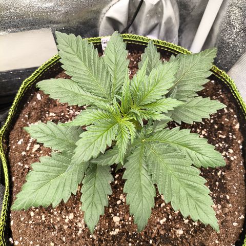 GG4 Sherbet FF growlog timeline photo