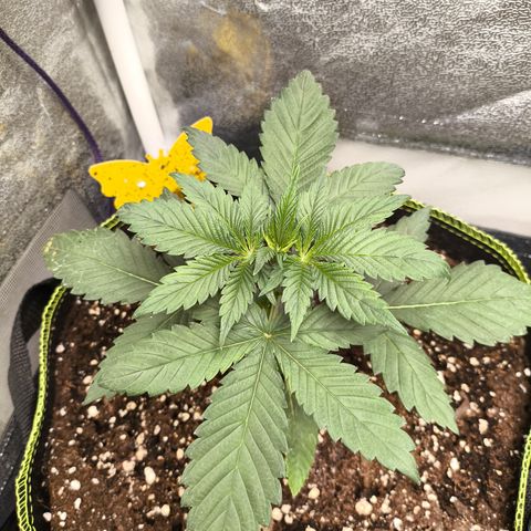 Purple Lemonade FF growlog timeline photo