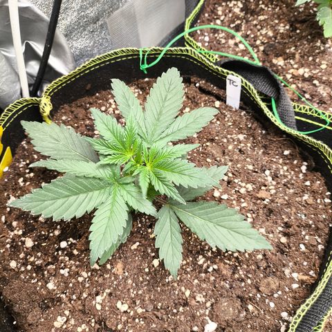 Tropicana Cookies FF growlog timeline photo