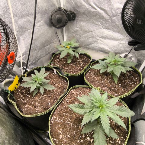 Tropicana Cookies FF growlog timeline photo
