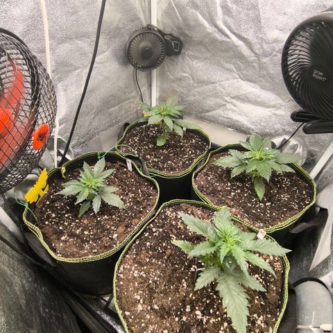 Tropicana Cookies FF growlog timeline photo