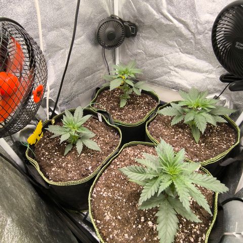 Tropicana Cookies FF growlog timeline photo