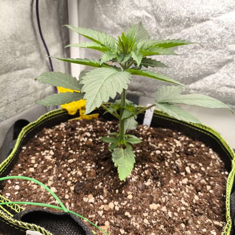 Purple Lemonade FF growlog timeline photo