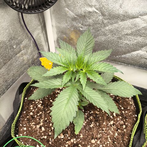 Purple Lemonade FF growlog timeline photo