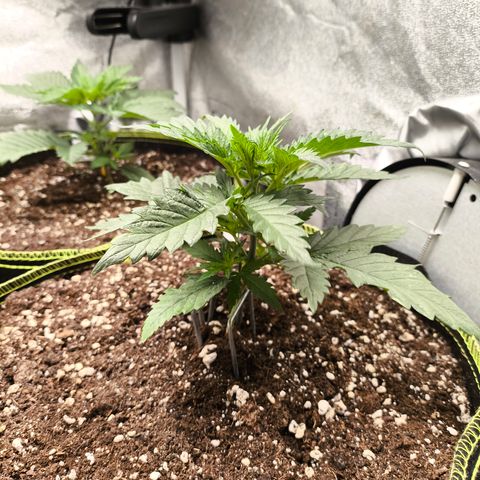Gorilla Cookies FF growlog timeline photo