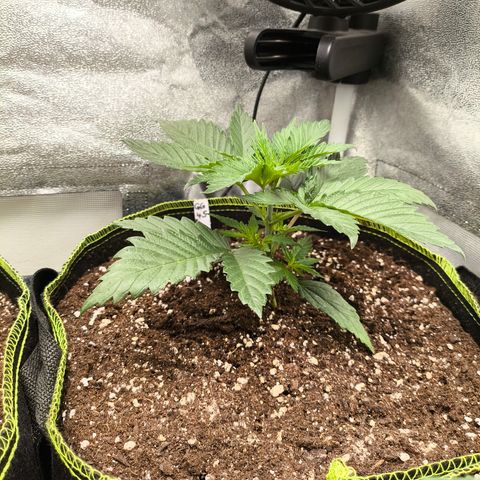 GG4 Sherbet FF growlog timeline photo
