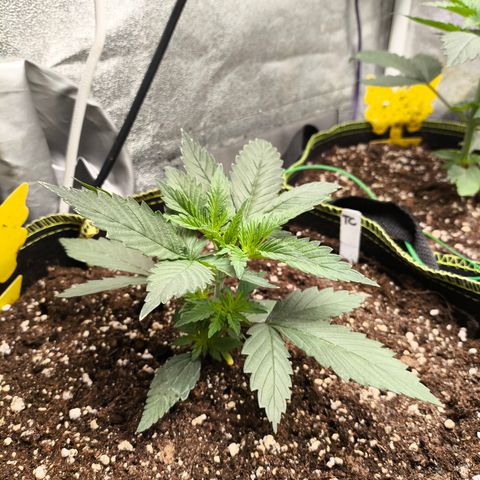 Tropicana Cookies FF growlog timeline photo