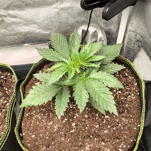 GG4 Sherbet FF growlog timeline photo
