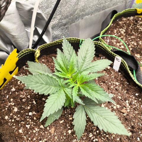 Tropicana Cookies FF growlog timeline photo