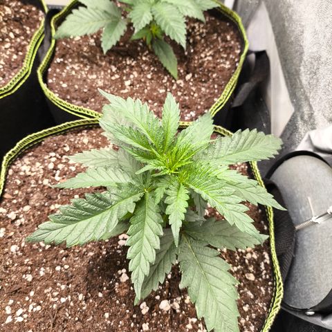 Gorilla Cookies FF growlog timeline photo