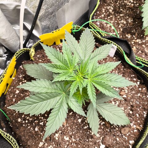 Tropicana Cookies FF growlog timeline photo