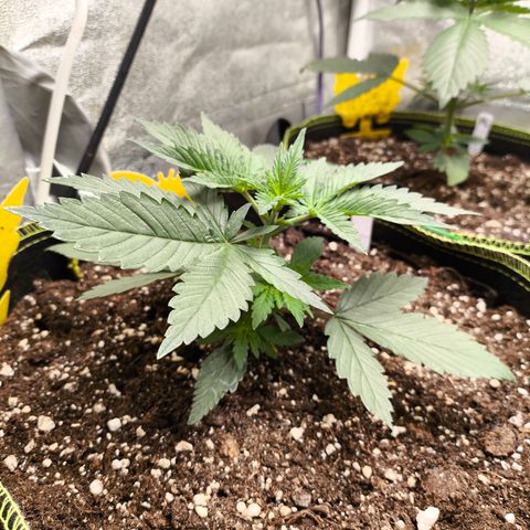 Tropicana Cookies FF growlog timeline photo
