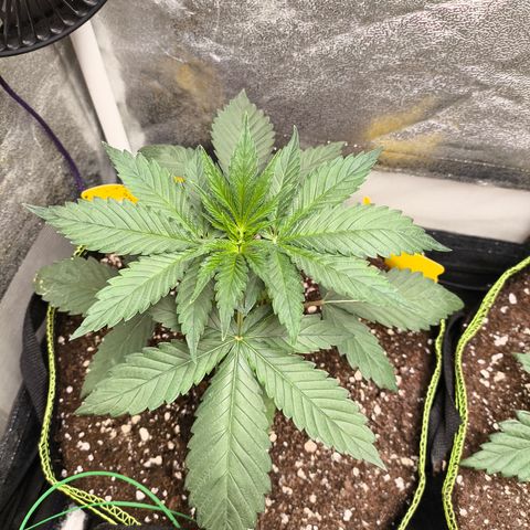 Purple Lemonade FF growlog timeline photo
