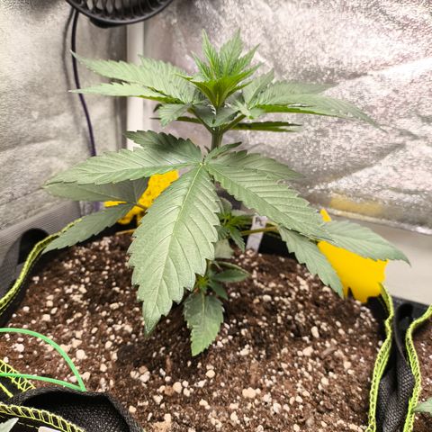 Purple Lemonade FF growlog timeline photo