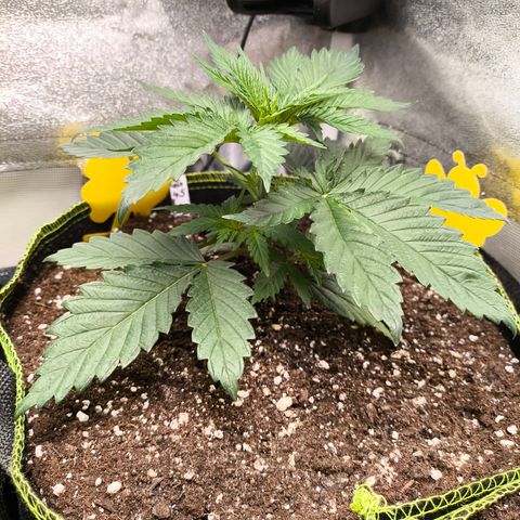 GG4 Sherbet FF growlog timeline photo