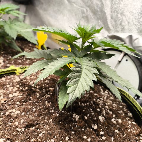 Gorilla Cookies FF growlog timeline photo
