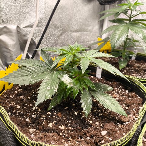 Tropicana Cookies FF growlog timeline photo