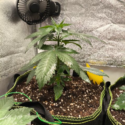Purple Lemonade FF growlog timeline photo
