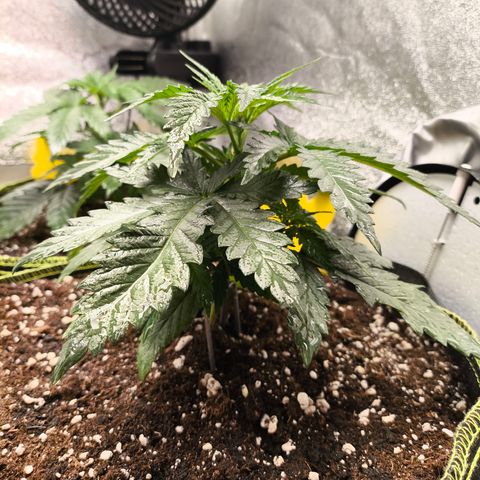Gorilla Cookies FF growlog timeline photo