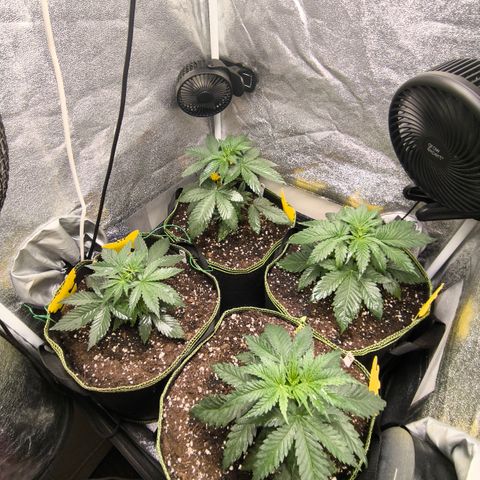 Tropicana Cookies FF growlog timeline photo