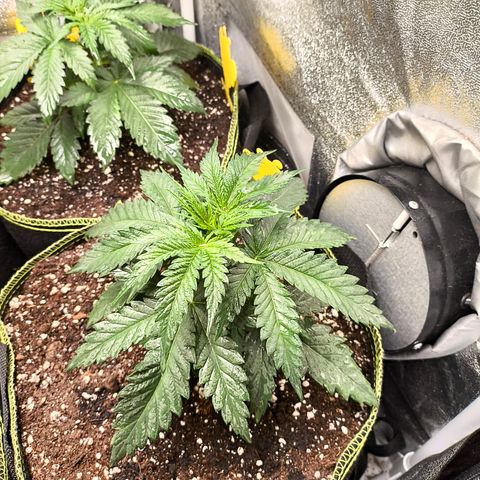 Gorilla Cookies FF growlog timeline photo
