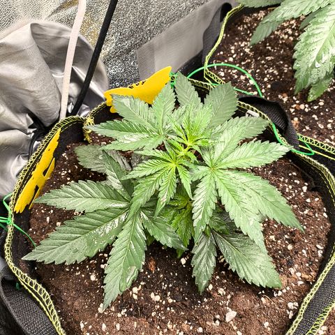 Tropicana Cookies FF growlog timeline photo