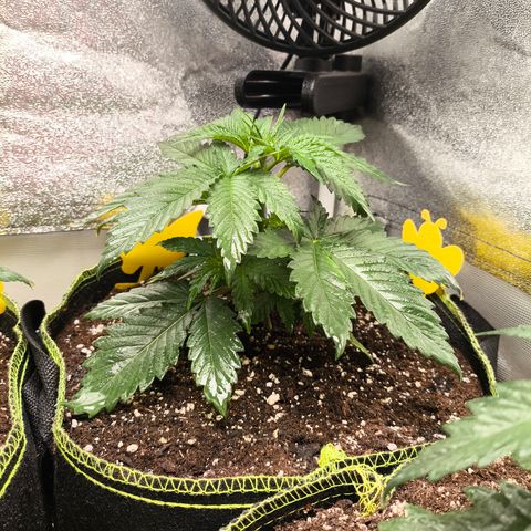 GG4 Sherbet FF growlog timeline photo