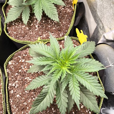 Gorilla Cookies FF growlog timeline photo
