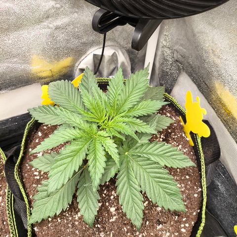 GG4 Sherbet FF growlog timeline photo