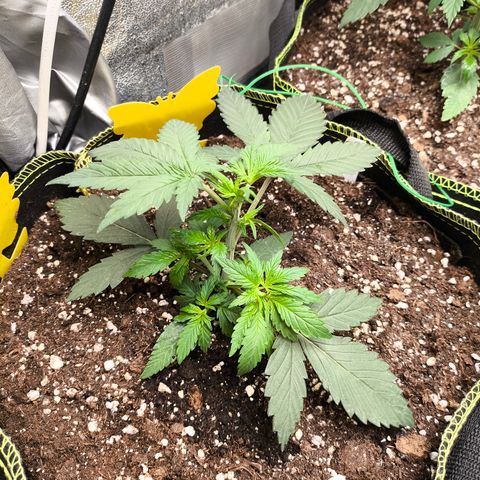 Tropicana Cookies FF growlog timeline photo