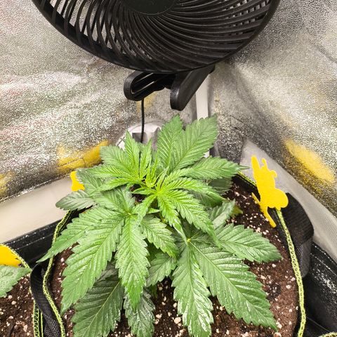 GG4 Sherbet FF growlog timeline photo
