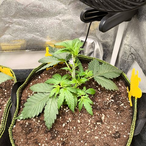 GG4 Sherbet FF growlog timeline photo