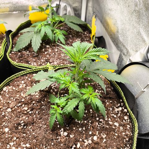 Gorilla Cookies FF growlog timeline photo