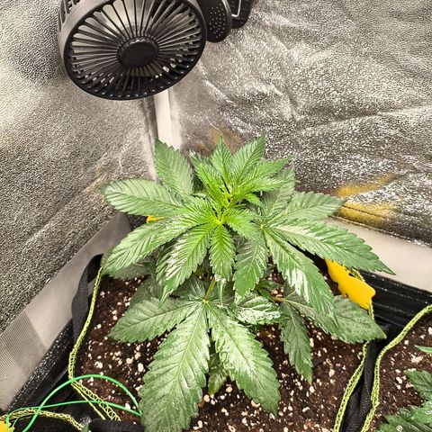 Purple Lemonade FF growlog timeline photo